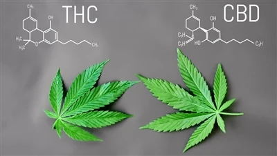 Каква е разликата между THC и CBD
