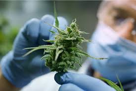 Как да използвате CBD охлаждащ мускулен гел