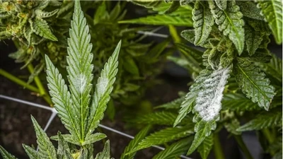 Как да намерите качествени CBD продукти