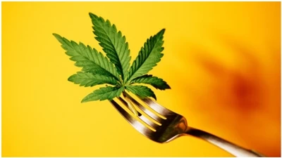 CBD ЧЗВ