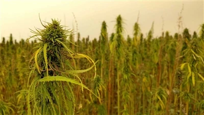 Извънредни новини за CBD: канадските компании за канабис се отдръпват от паза...