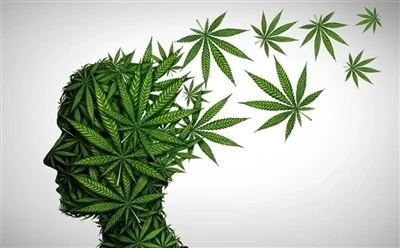 Как да използвате CBD масло за оптимални ползи: Пълно ръководство?